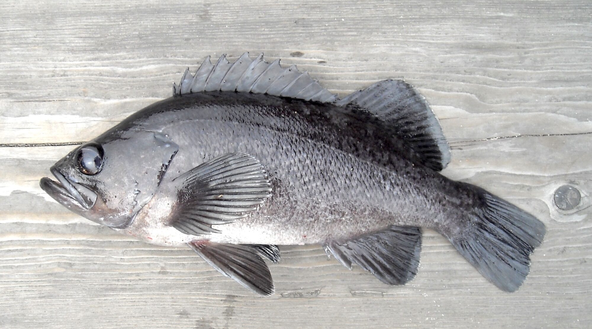 Threadfin bream