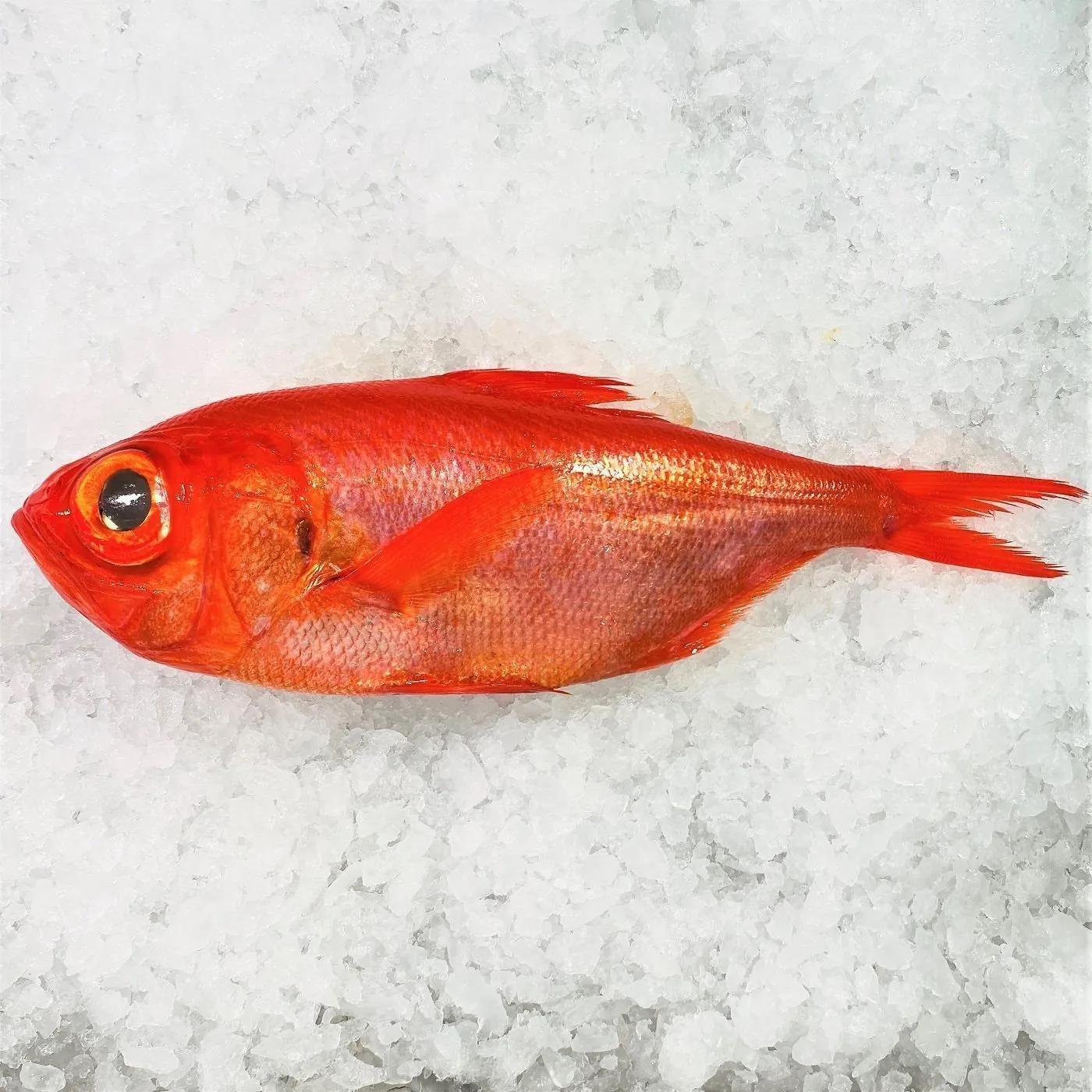 Fresh Splendid Alfonsino