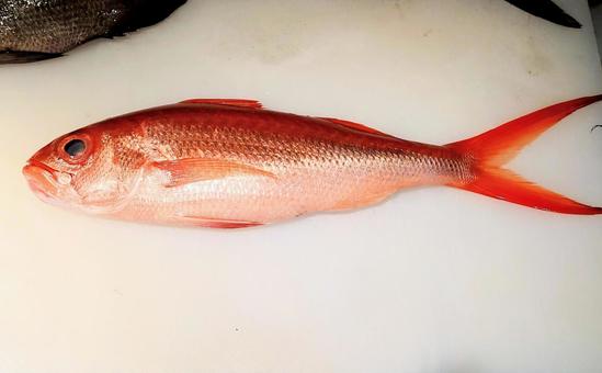 Long-tailed sea bream