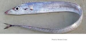 Japanese horse mackerel