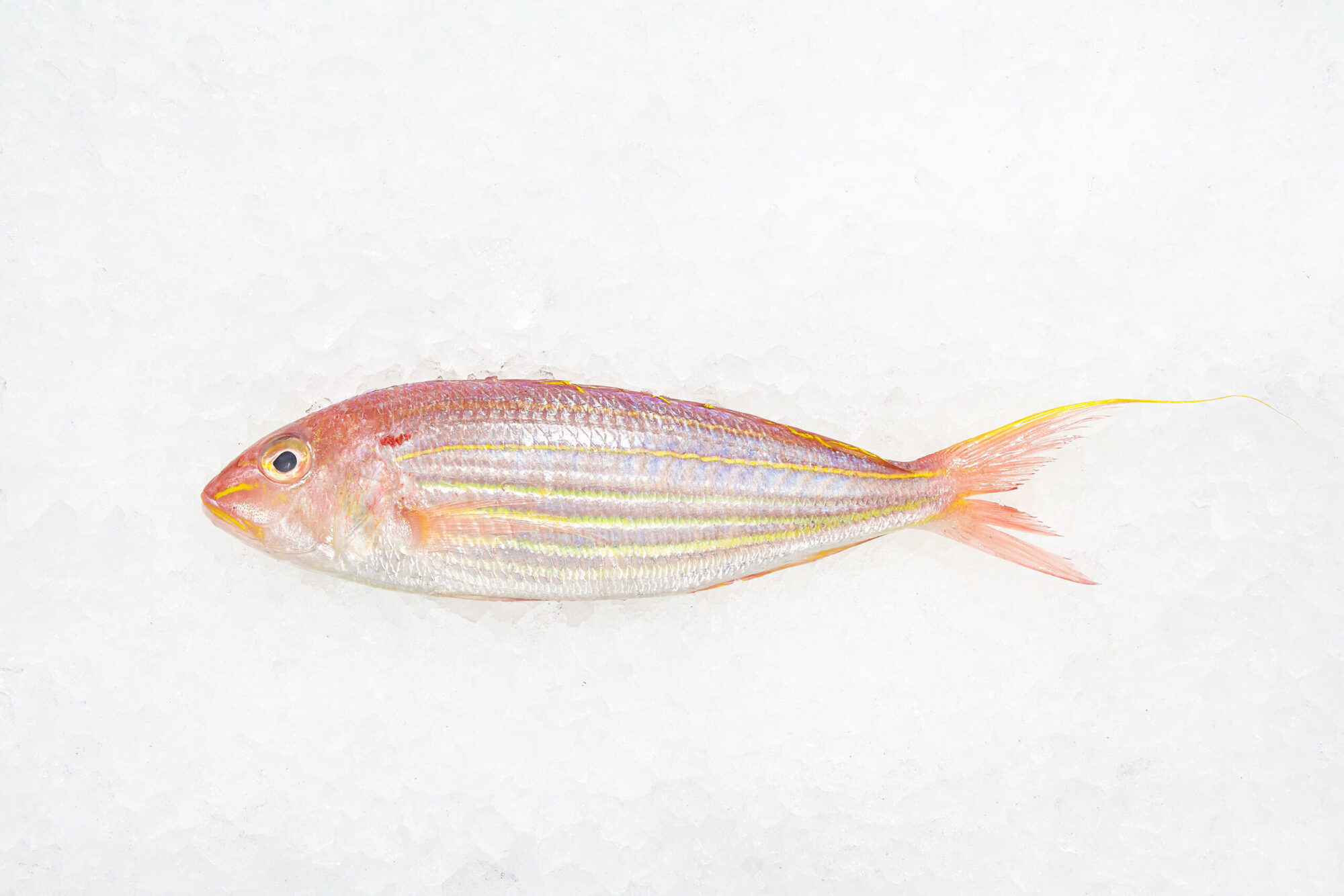 Red bigeye
