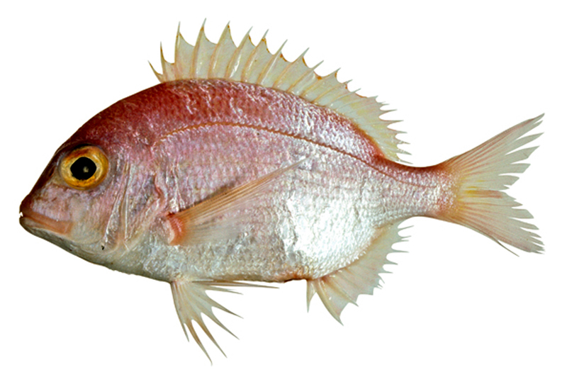 Red Seabream