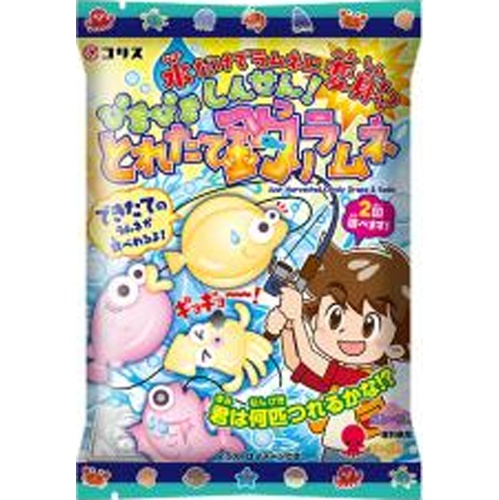 Coris Freshly Caught Fishing Ramune Made-to-Order Item [144 Pieces]