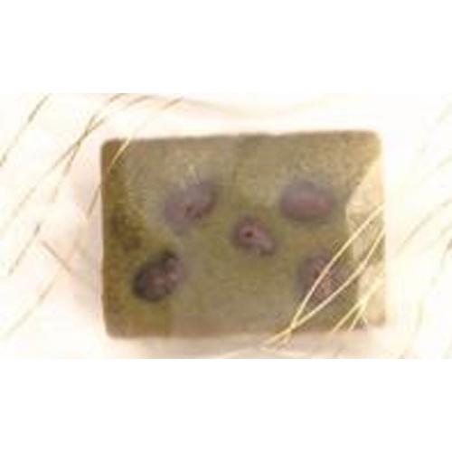 Meigetsu Seika Cake Matcha 1 piece [New Product Release on 3/7] [Order Item, Minimum Purchase of 10]